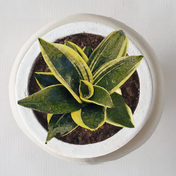 Golden Hahnii snake plant